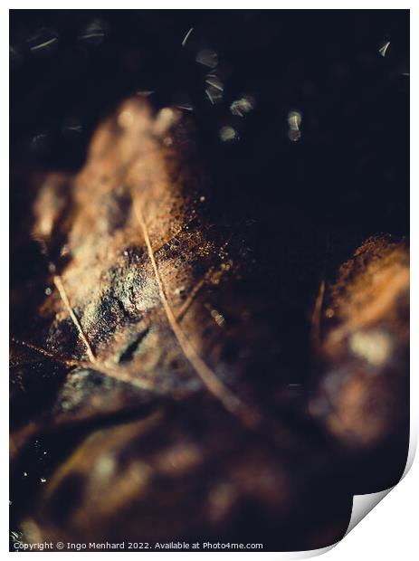 Brown blurry leaf closeup Print by Ingo Menhard