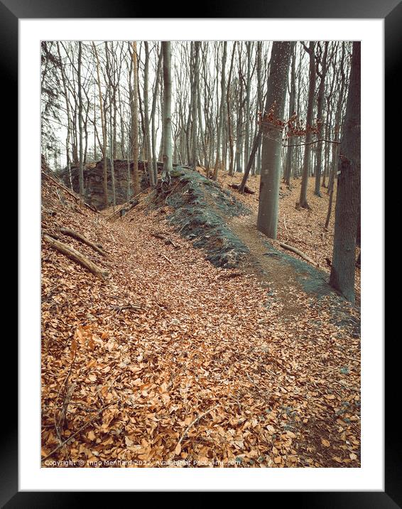 Vertical shot of rare trees with dry leaves on the ground Framed Mounted Print by Ingo Menhard