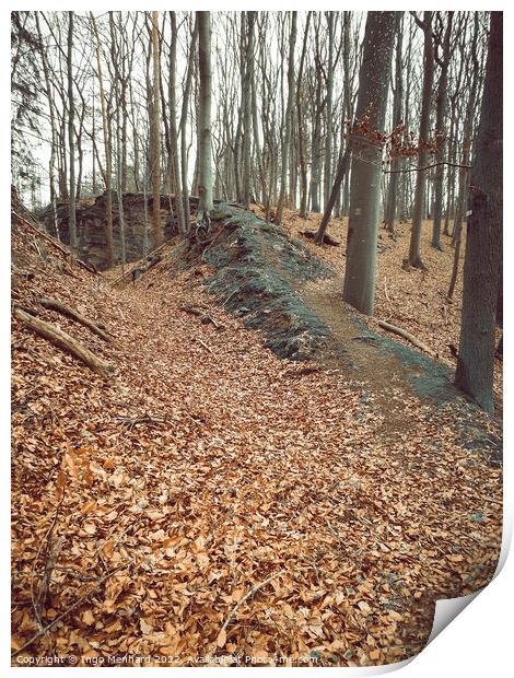 Vertical shot of rare trees with dry leaves on the ground Print by Ingo Menhard
