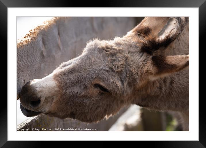 Selective focus shot of a domestic donkey behind a wooden fence Framed Mounted Print by Ingo Menhard
