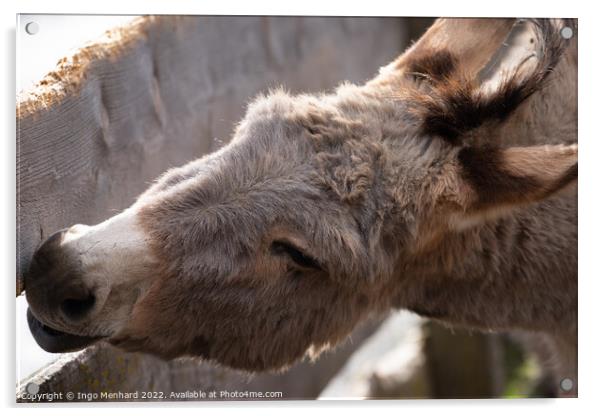 Selective focus shot of a domestic donkey behind a wooden fence Acrylic by Ingo Menhard