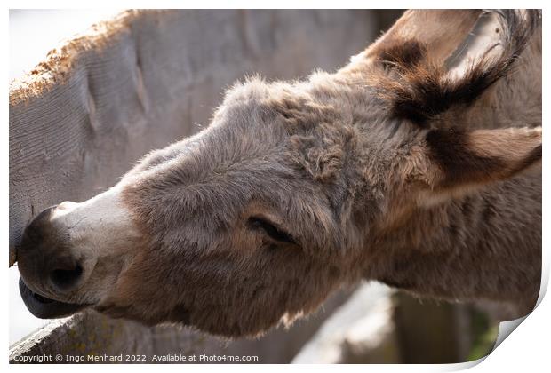 Selective focus shot of a domestic donkey behind a wooden fence Print by Ingo Menhard