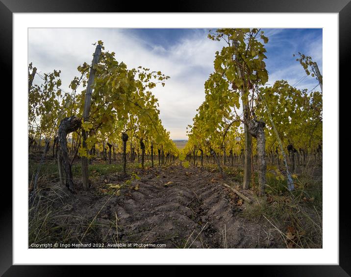 A beautiful view of vineyard rows Framed Mounted Print by Ingo Menhard
