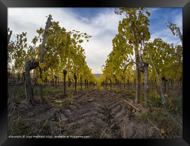 A beautiful view of vineyard rows Framed Print by Ingo Menhard