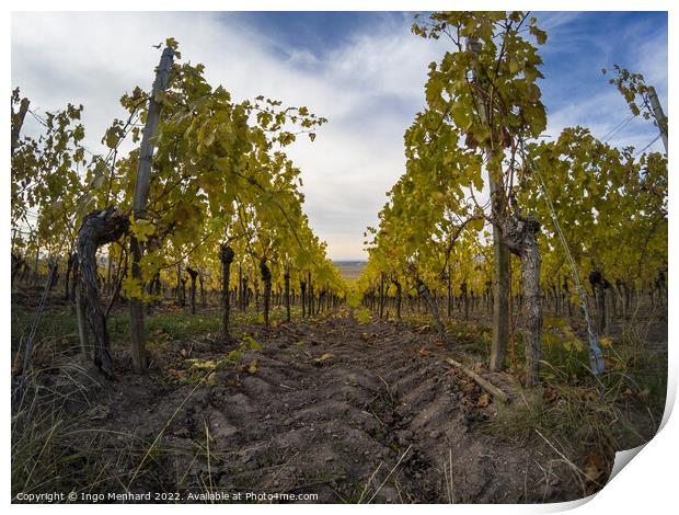 A beautiful view of vineyard rows Print by Ingo Menhard