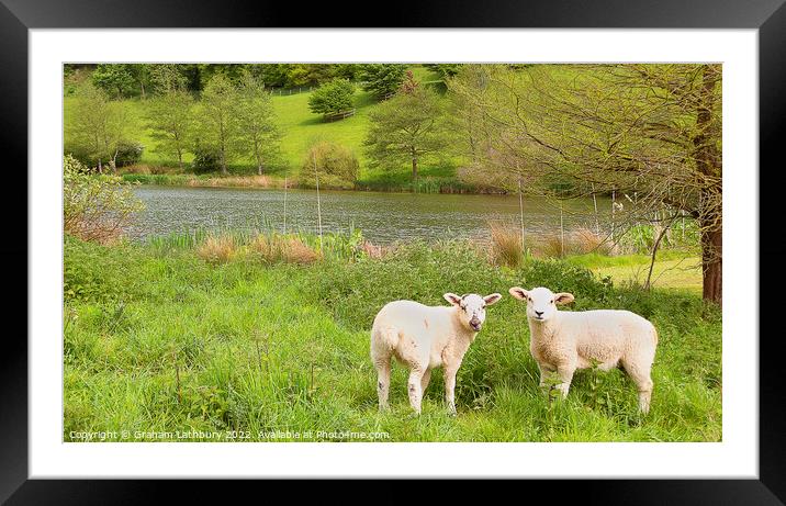 Cotswold Spring lambs Framed Mounted Print by Graham Lathbury