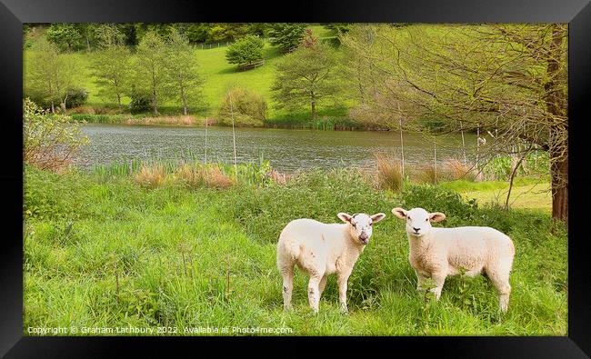 Cotswold Spring lambs Framed Print by Graham Lathbury