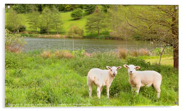 Cotswold Spring lambs Acrylic by Graham Lathbury
