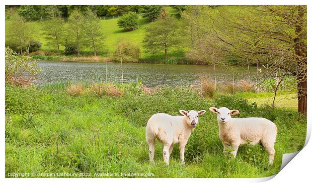 Cotswold Spring lambs Print by Graham Lathbury