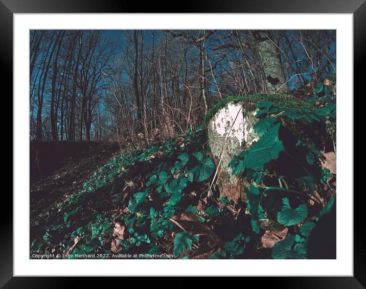 Plants in a forest Framed Mounted Print by Ingo Menhard