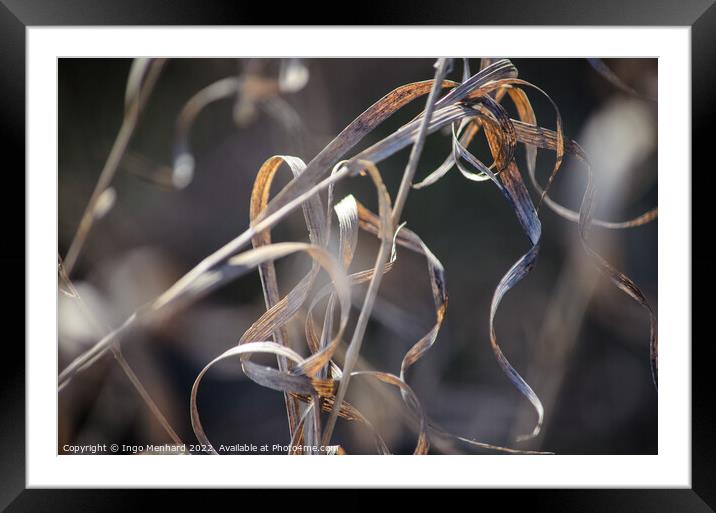 Selective focus shot of a dry plant under a sunlight Framed Mounted Print by Ingo Menhard
