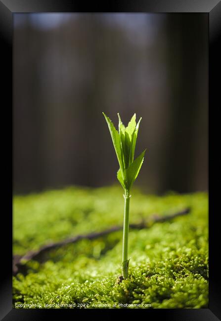 Vertical selective focus shot of a green sprout of a plant Framed Print by Ingo Menhard