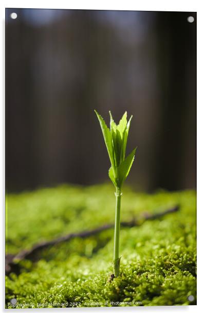Vertical selective focus shot of a green sprout of a plant Acrylic by Ingo Menhard