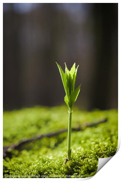 Vertical selective focus shot of a green sprout of a plant Print by Ingo Menhard