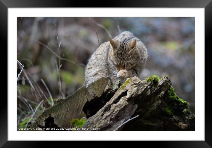 Portrait of an adorable cat licking its paw sitting on the piece of wood on the blurred background Framed Mounted Print by Ingo Menhard