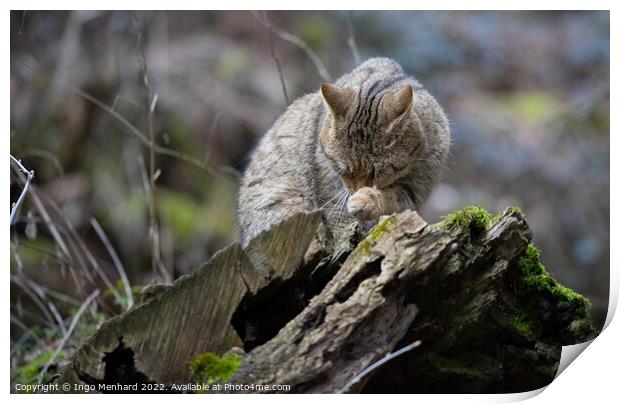 Portrait of an adorable cat licking its paw sitting on the piece of wood on the blurred background Print by Ingo Menhard