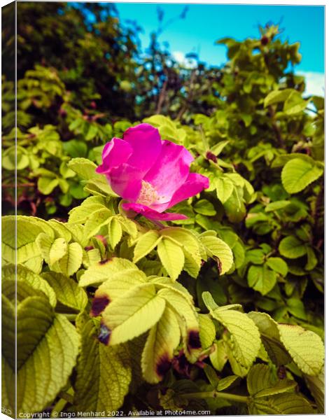 A vertical shot of a beautiful pink rose hip flower on the bush under the sunlight Canvas Print by Ingo Menhard