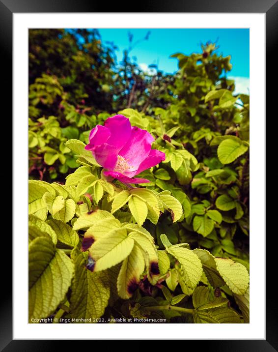 A vertical shot of a beautiful pink rose hip flower on the bush under the sunlight Framed Mounted Print by Ingo Menhard