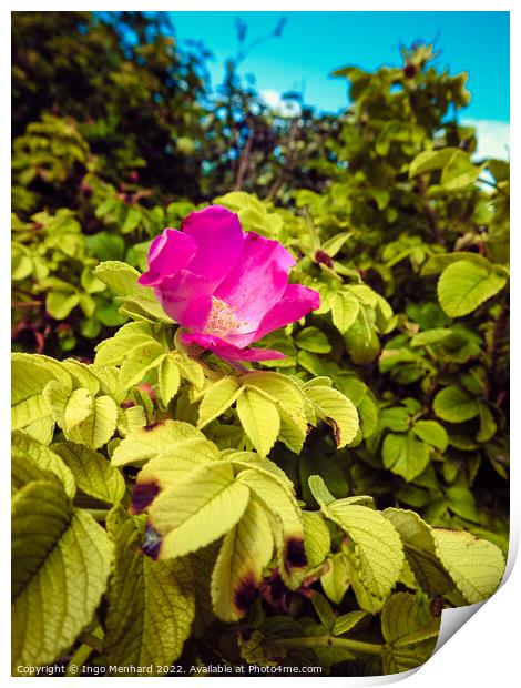 A vertical shot of a beautiful pink rose hip flower on the bush under the sunlight Print by Ingo Menhard
