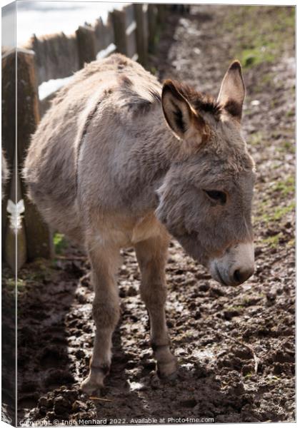 Selective focus shot of a domestic donkey on the farm Canvas Print by Ingo Menhard