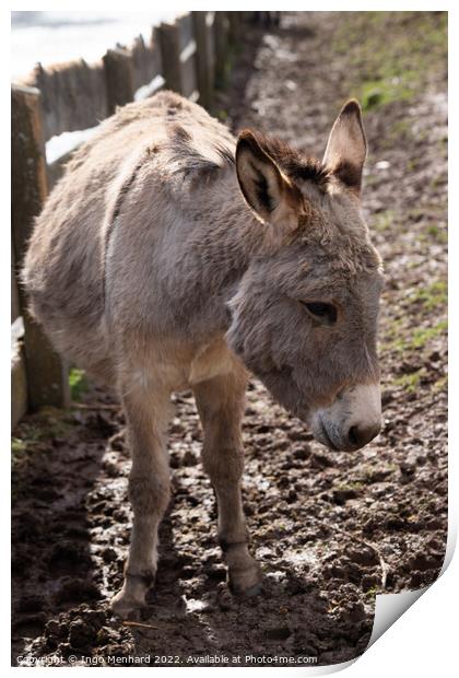 Selective focus shot of a domestic donkey on the farm Print by Ingo Menhard