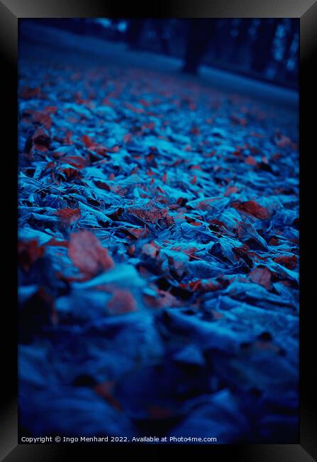 Frozen blue orange foliage in park Framed Print by Ingo Menhard