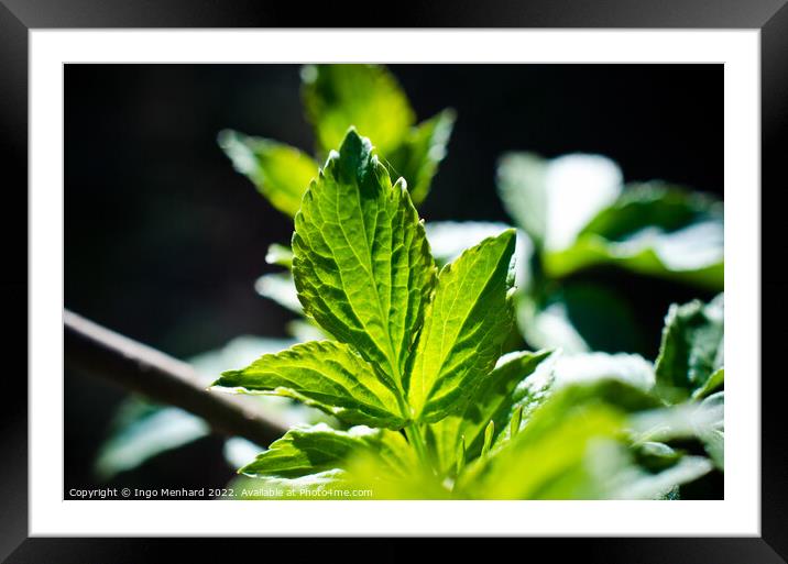Closeup of a green mint leaf Framed Mounted Print by Ingo Menhard