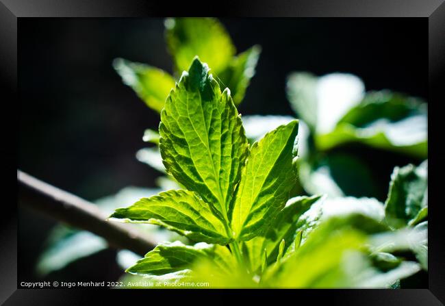 Closeup of a green mint leaf Framed Print by Ingo Menhard