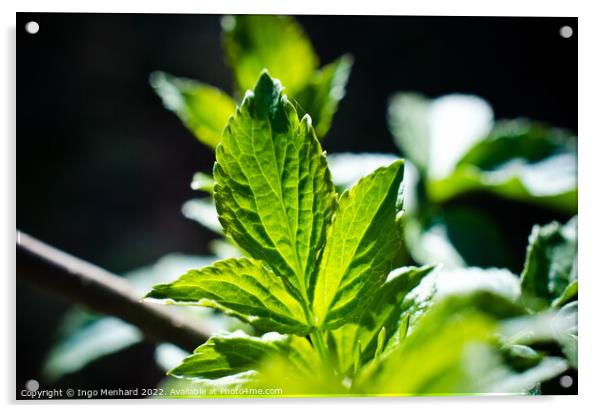 Closeup of a green mint leaf Acrylic by Ingo Menhard