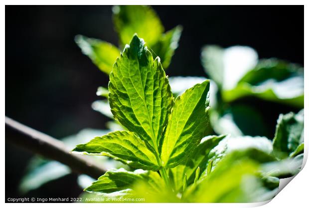Closeup of a green mint leaf Print by Ingo Menhard