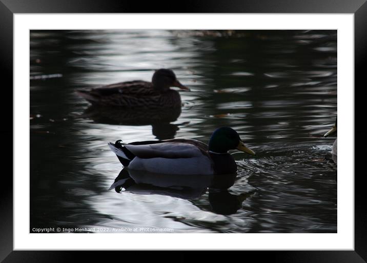 Mallard ducks in a lake Framed Mounted Print by Ingo Menhard