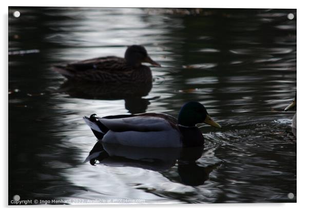Mallard ducks in a lake Acrylic by Ingo Menhard
