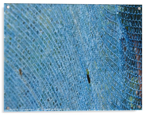 A closeup shot of blue net for winemaking at the vineyards Acrylic by Ingo Menhard