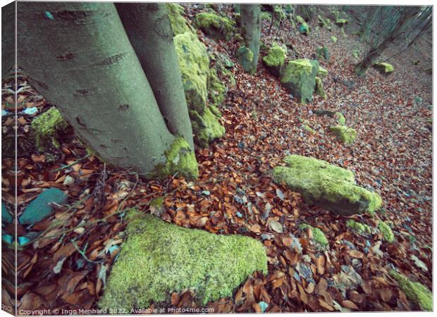 Forest with green moss on tree stumps and stones in autumn Canvas Print by Ingo Menhard