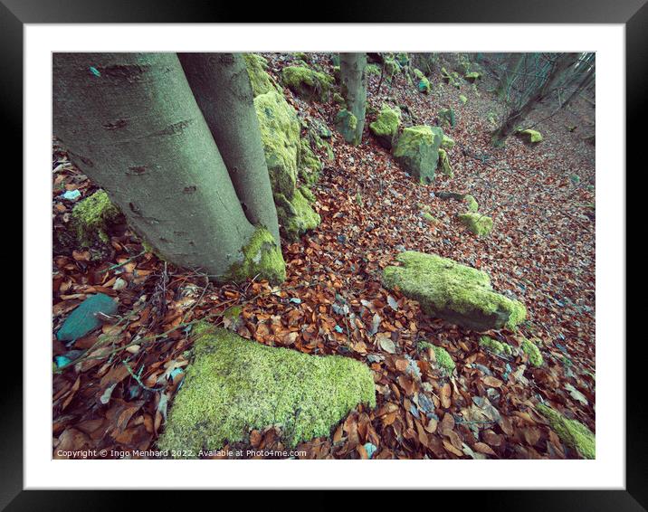 Forest with green moss on tree stumps and stones in autumn Framed Mounted Print by Ingo Menhard