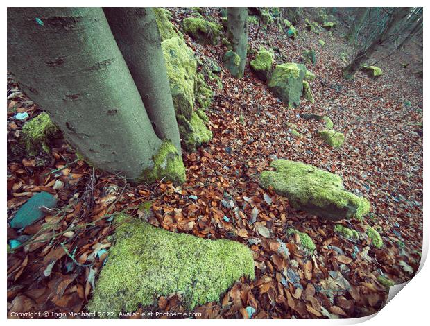 Forest with green moss on tree stumps and stones in autumn Print by Ingo Menhard