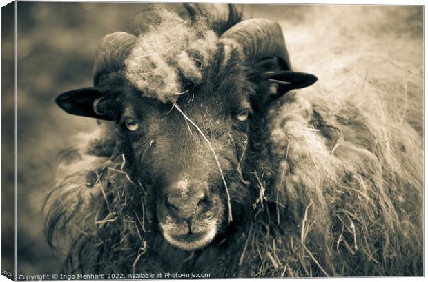 Grayscale shot of a ram with big horns on the farm Canvas Print by Ingo Menhard