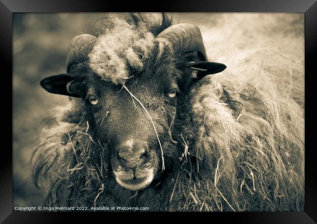 Grayscale shot of a ram with big horns on the farm Framed Print by Ingo Menhard