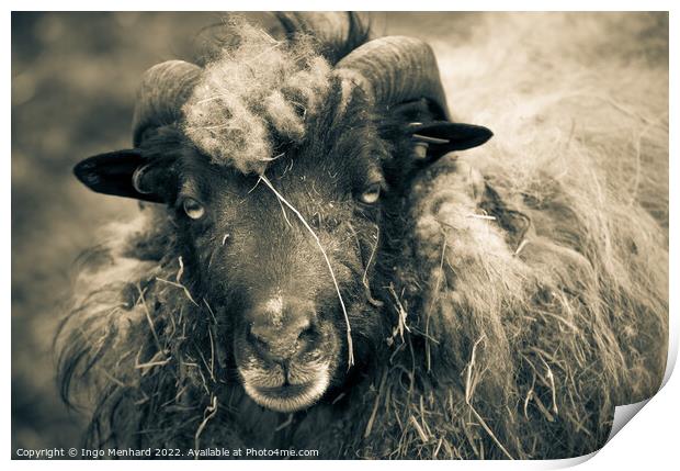Grayscale shot of a ram with big horns on the farm Print by Ingo Menhard