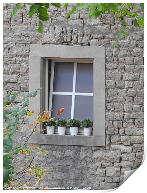 A vertical shot of a window of a grey building decorated with some plants in pots Print by Ingo Menhard