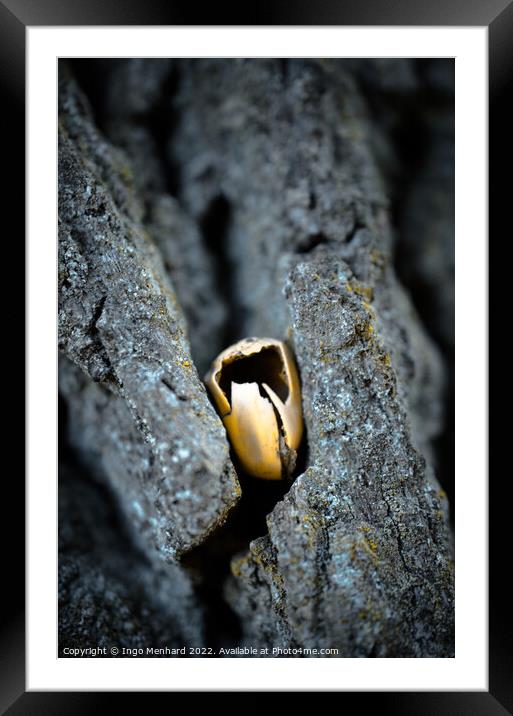 One acorn on a tree bark Framed Mounted Print by Ingo Menhard