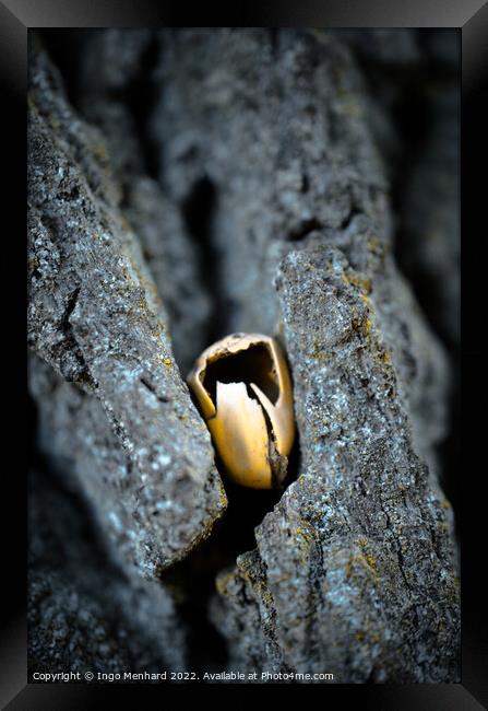 One acorn on a tree bark Framed Print by Ingo Menhard