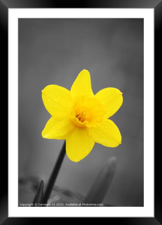 The Daffodil's Close Encounter Framed Mounted Print by Carnegie 42