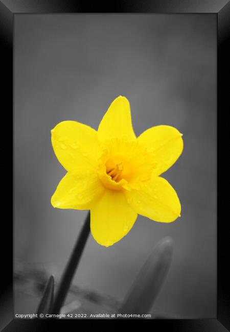The Daffodil's Close Encounter Framed Print by Carnegie 42