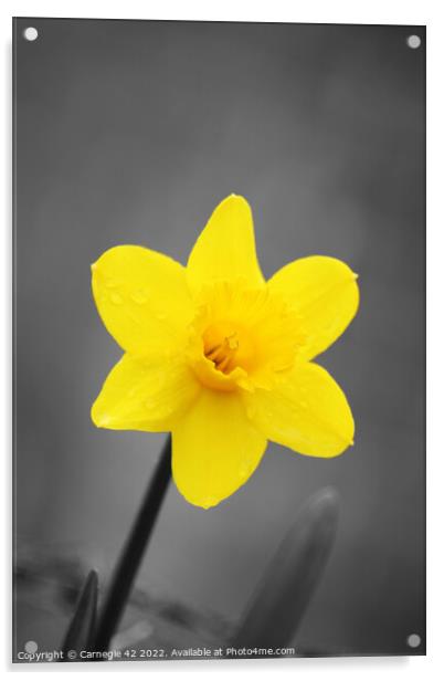 The Daffodil's Close Encounter Acrylic by Carnegie 42