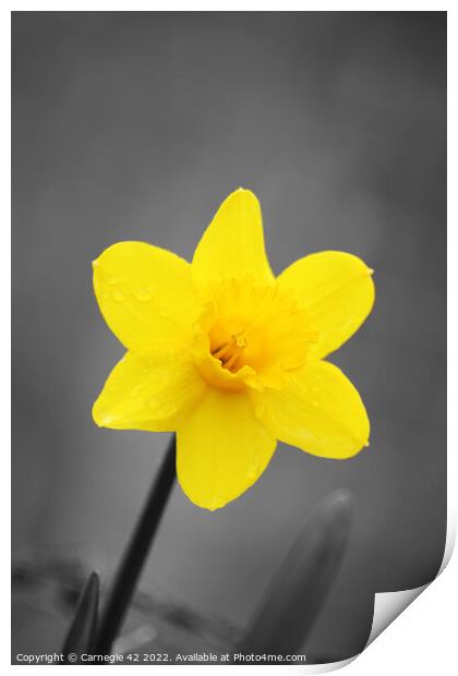 The Daffodil's Close Encounter Print by Carnegie 42