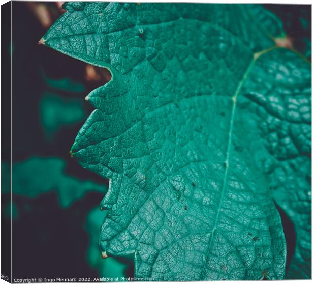 Closeup shot of a green grape leaf with dark and blurred background Canvas Print by Ingo Menhard