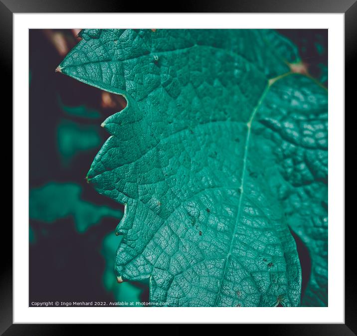 Closeup shot of a green grape leaf with dark and blurred background Framed Mounted Print by Ingo Menhard