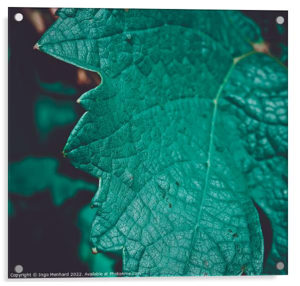 Closeup shot of a green grape leaf with dark and blurred background Acrylic by Ingo Menhard