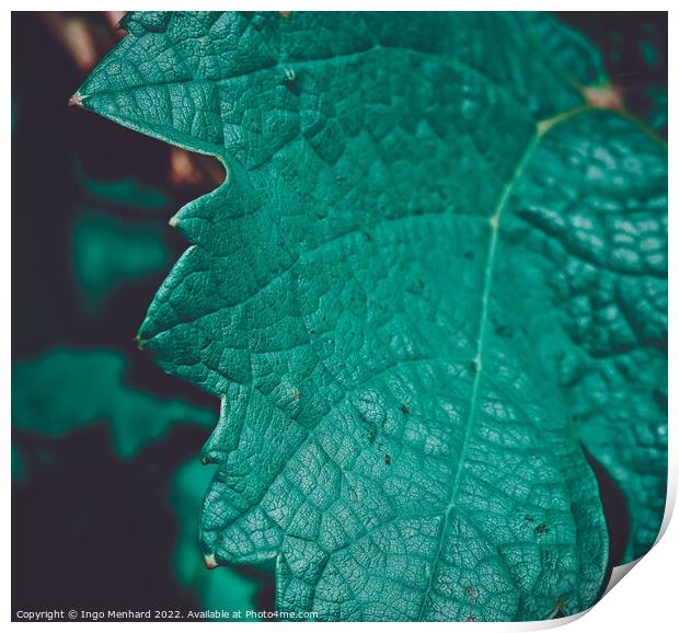 Closeup shot of a green grape leaf with dark and blurred background Print by Ingo Menhard